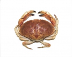 Crabs