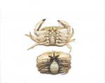Crabs