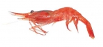 Shrimp