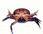 Carcinus maenas, author: Fisheries and Oceans Canada, Catriona Day