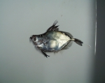 Zenopsis ocellata, author: Fisheries and Oceans Canada, Bill MacEachern