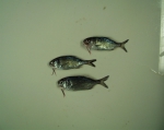 Beardfish