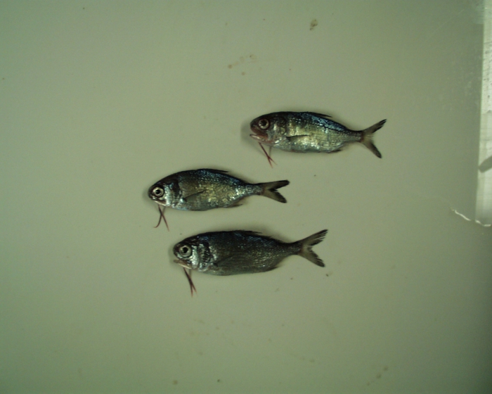 Beardfish