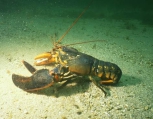 Homarus americanus, author: Fisheries and Oceans Canada, John Tremblay