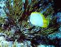 Chaetodon ocellatus