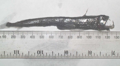 Chauliodus sloani Chauliodus sloani