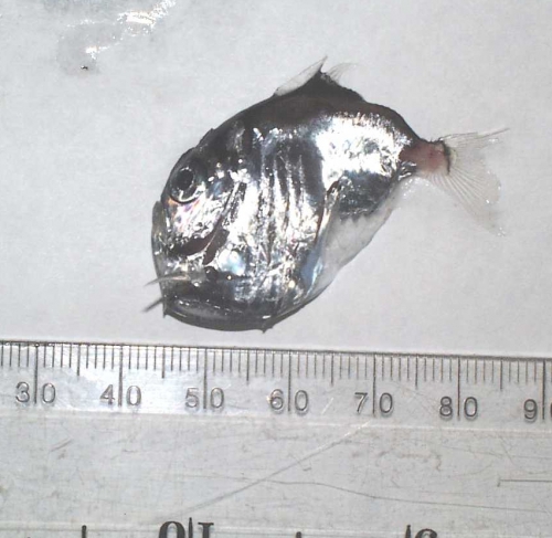Sternoptyx diaphana Sternoptyx diaphana