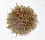 Sea urchins