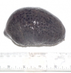 Sea cucumbers