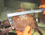 Lithodes maja, author: Fisheries and Oceans Canada, Bill MacEachern