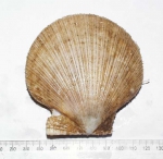 Bivalvia