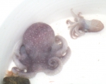 Cephalopoda