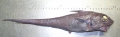 Gadiformes