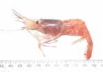 Shrimp