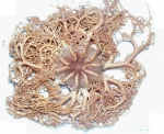 Gorgonocephalus arcticus, author: Fisheries and Oceans Canada, Catriona Day