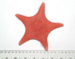 Hippasteria phrygiana, author: Fisheries and Oceans Canada, Catriona Day