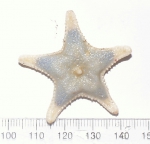 Sea stars