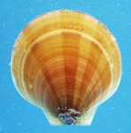 Molluscs