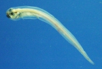 Melanostigma atlanticum - Atlantic softpout 2, author: Fisheries and Oceans Canada, David McRuer and Cheryl Frail