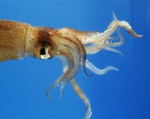 Cephalopoda