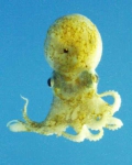 Cephalopoda