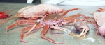 Deep Critters (crustaceans)