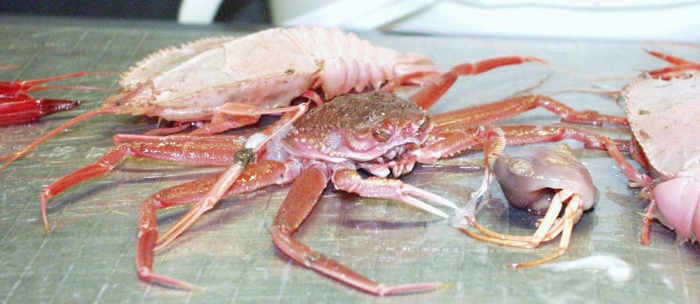 Deep Critters (crustaceans)