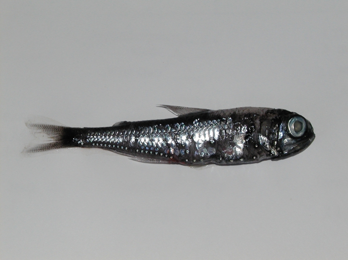 Myctophum Myctophum