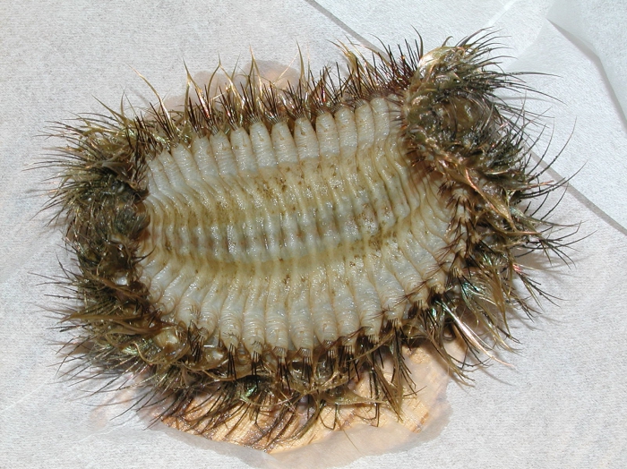 Aphrodita hastata Aphrodita hastata