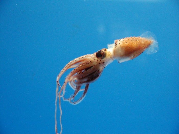unidentified squid unidentified squid