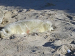 Mammals