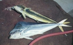 Coryphaena hippurus, author: Fisheries and Oceans Canada, Mark Showell