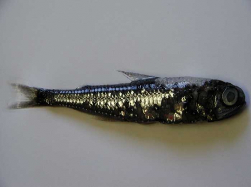Myctophidae Myctophidae