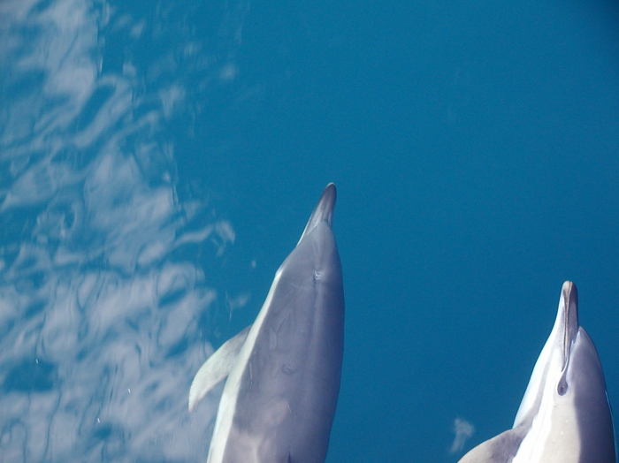 pair of dolphins pair of dolphins