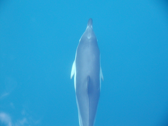 Common Dolphin Common Dolphin