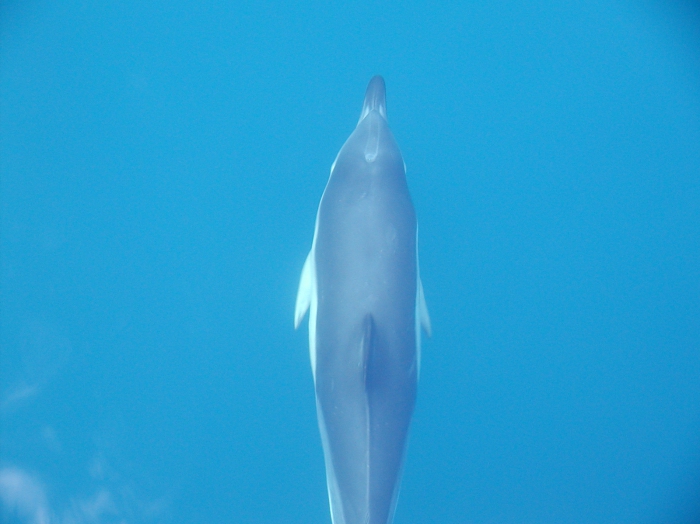 Common Dolphin