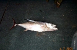 Thunnus alalunga