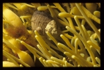 Littorina littorea - periwinkles, author: Fisheries and Oceans Canada