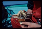 Crabs