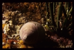 periwinkles