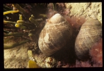 periwinkles, author: Fisheries and Oceans Canada