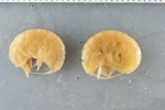 Amphipoda