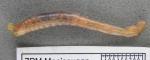 Polychaetes