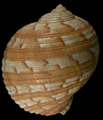 Holotype (dorsal), author: Vos, Chris