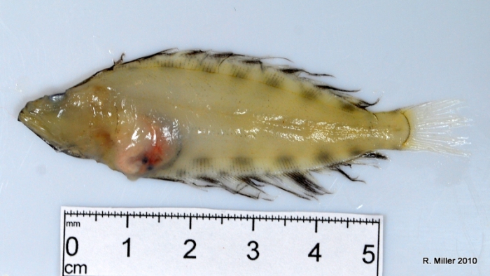 Hippoglossus hippoglossus Hippoglossus hippoglossus