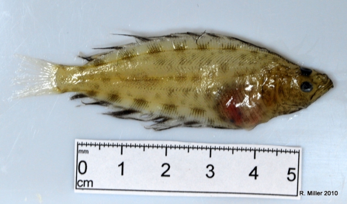 Hippoglossus hippoglossus Hippoglossus hippoglossus
