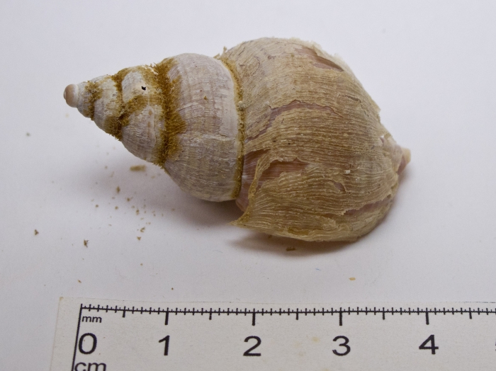 Buccinum finmarkianum Buccinum finmarkianum