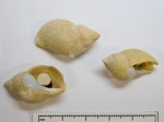 Gastropoda