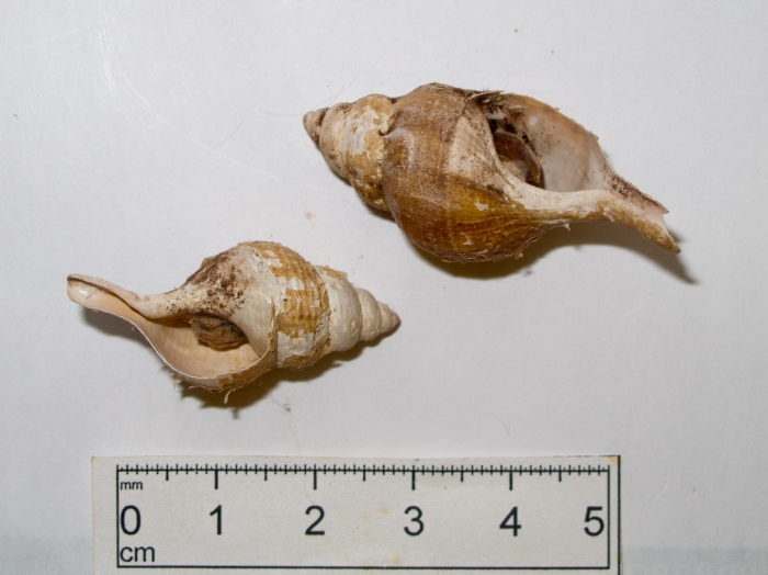 Colus tortuosus Colus tortuosus