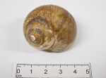 Molluscs